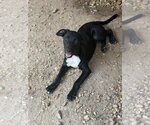 Small Photo #2 Lab-Rat Terrier Puppy For Sale in Jackson, MS, USA