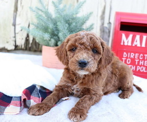 Goldendoodle (Miniature) Puppy for sale in HONEY BROOK, PA, USA