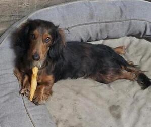 Father of the Dachshund puppies born on 10/10/2023