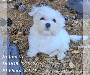 Labrador Retriever Puppy for sale in TEMPE, AZ, USA