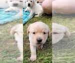 Puppy Puppy 6 Labrador Retriever