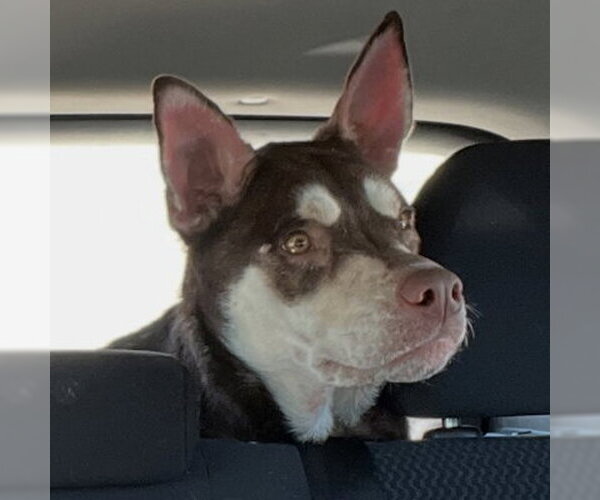 Medium Photo #4 Siberian Husky-Unknown Mix Puppy For Sale in Omaha, NE, USA