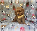 Small #7 Cavapoo