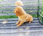 Small Photo #10 Golden Retriever Puppy For Sale in LEON, KS, USA