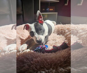 Rory - Male American Pit Bull Terrier Dog for Adoption - Photo #55