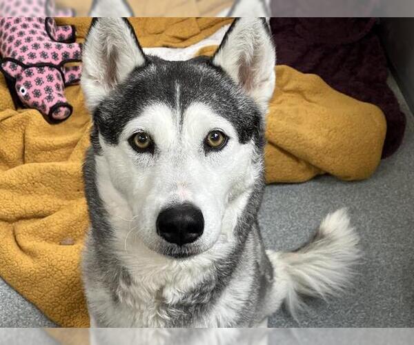 Medium Photo #1 Siberian Husky Puppy For Sale in Orange, CA, USA