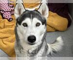 Small Siberian Husky