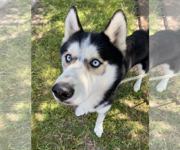 Medium Photo #1 - Mix Puppy For Sale in Virginia Beach, VA, USA