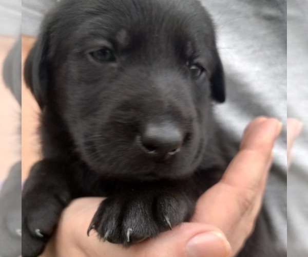 Medium Photo #3 Labrador Retriever Puppy For Sale in CARROLLTON, GA, USA