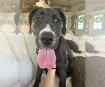 Small #1 Mastiff Mix