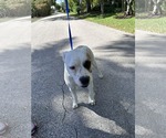 Small #1 Boxer Mix