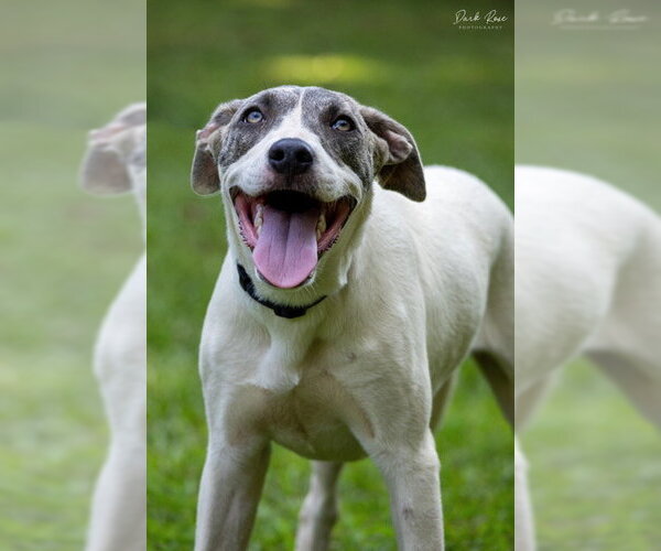 Medium Photo #2 Labrador Retriever-Whippet Mix Puppy For Sale in Milner, GA, USA