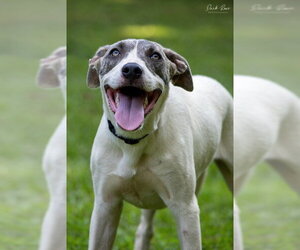 Sunny~FEE SPONSORED - Female Labrador Retriever-Whippet Mix Dog for Adoption - Photo #2
