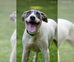 Small Photo #2 Labrador Retriever-Whippet Mix Puppy For Sale in Milner, GA, USA