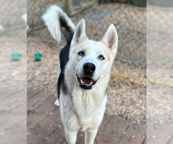 Medium Photo #1 Siberian Husky Puppy For Sale in Matawan, NJ, USA