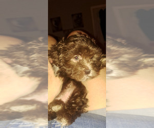 Havanese Puppy for sale in CANTON, GA, USA