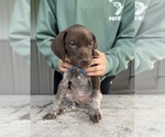 Litter of 5 - Male German Shorthaired PointerLitter of Puppies for Sale - Photo #7