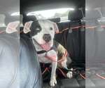 Small #4 American Bulldog