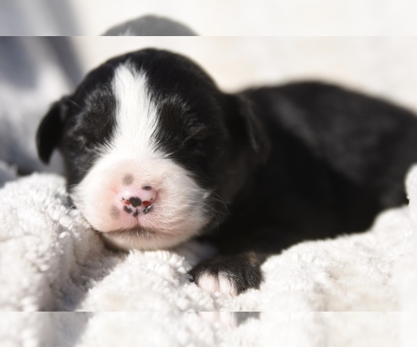 Medium Photo #4 Miniature Australian Shepherd Puppy For Sale in CHICKASHA, OK, USA