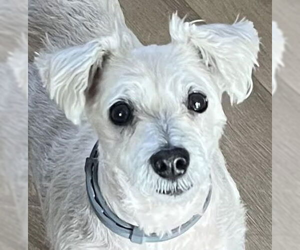 Medium Photo #1 Maltese-Unknown Mix Puppy For Sale in Cookeville, TN, USA