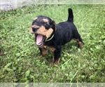Puppy 6 Airedale Terrier
