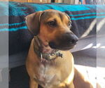 Small #1 Beagle Mix