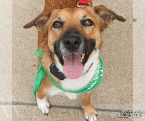 Vale - Female Retriever -Unknown Mix Dog for Adoption