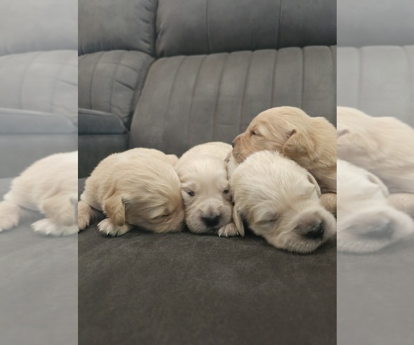 Medium Photo #4 English Cream Golden Retriever Puppy For Sale in ELVERTA, CA, USA