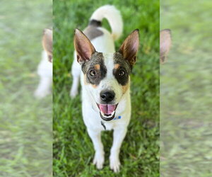 Rat Terrier-Shiba Inu Mix Dogs for adoption in Wakefield, RI, USA