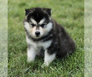 Pomsky Puppy for sale in PARKESBURG, PA, USA