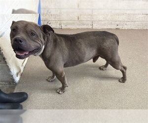 Mutt Dogs for adoption in San Bernardino, CA, USA