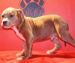 Small Photo #3 American Bully Puppy For Sale in TRENTON, NJ, USA