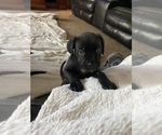Small Photo #1 Mastiff Puppy For Sale in BLASDELL, NY, USA