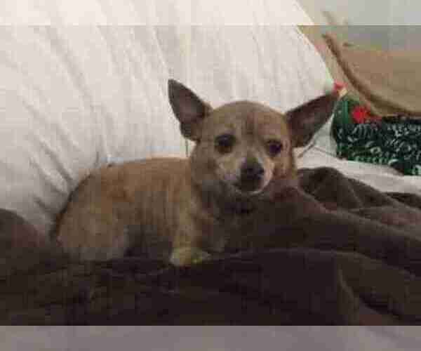 Medium Photo #4 Chihuahua Puppy For Sale in CHANDLER, AZ, USA