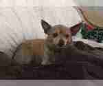 Small Photo #4 Chihuahua Puppy For Sale in CHANDLER, AZ, USA