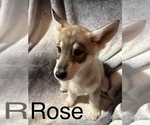 Small Photo #1 German Shepherd Dog-Siberian Husky Mix Puppy For Sale in BEAUMONT, CA, USA