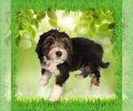 Small Photo #50 Bernedoodle (Miniature) Puppy For Sale in BLACK FOREST, CO, USA