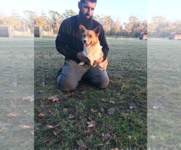 Medium Photo #1 Pembroke Welsh Corgi Puppy For Sale in SHALLOTTE, NC, USA