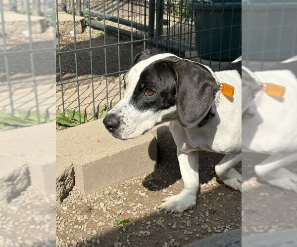 Medium Photo #9 Basset Hound Puppy For Sale in Mukwonago, WI, USA