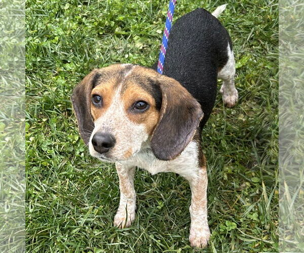 Medium Photo #2 Beagle Puppy For Sale in Batavia, OH, USA