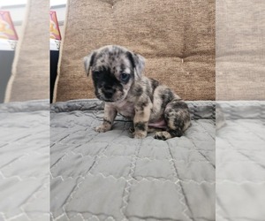 French Bulldog-Yorkshire Terrier Mix Puppy for sale in SAN JUAN BAUTISTA, CA, USA