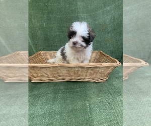 Australian Yorkshire Terrier Puppy for sale in MORGANTON, NC, USA