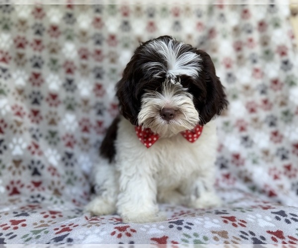 Medium Photo #8 ShihPoo Puppy For Sale in LAKELAND, FL, USA