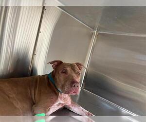 American Staffordshire Terrier-Unknown Mix Dogs for adoption in Grand Prairie, TX, USA