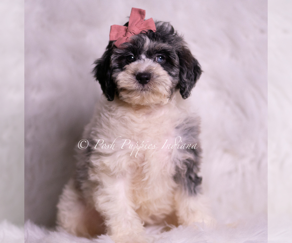 Medium Photo #1 Goldendoodle (Miniature) Puppy For Sale in WARSAW, IN, USA