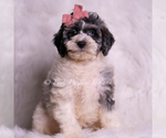 Puppy Violetta Goldendoodle (Miniature)