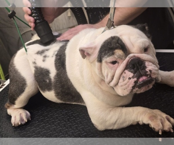 Medium Photo #1 English Bulldog Puppy For Sale in S DAYTONA, FL, USA