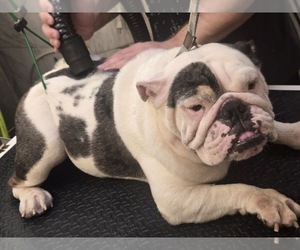 Mother of the English Bulldog puppies born on 06/30/2025