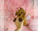 Small #16 Poodle (Toy)