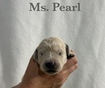Puppy Pearl English Cream Golden Retriever